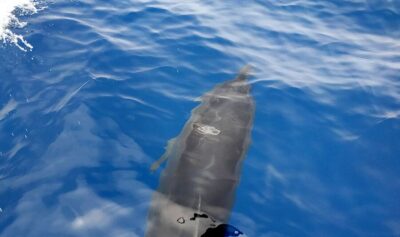 Agia Galini: South Crete Sailing Trip with Optional Lunch