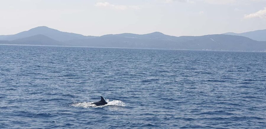 Athens Riviera Private Catamaran Cruise with Meal and Drinks - Key Points at a Glance
