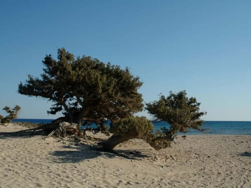Crete: Chrissi Island Yacht Cruise with Lunch & Snorkeling - Should You Book the Chrissi Island Yacht Cruise?