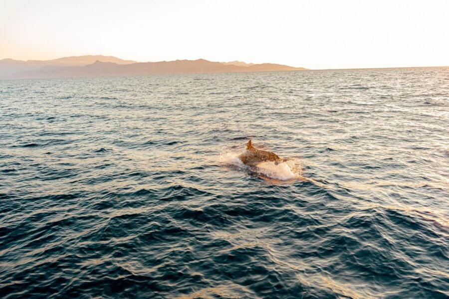 Dia Island: Semi-Private Full Day Sailing Trip with meal - Lunch, wine, and a Cretan sea breeze