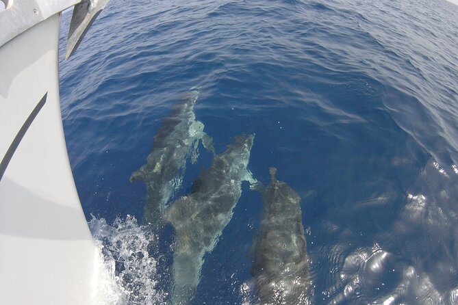 From Heraklion : Small Group 5,5 hours Sailing Trip to Dia Island - Snorkeling, fish, and time in the water