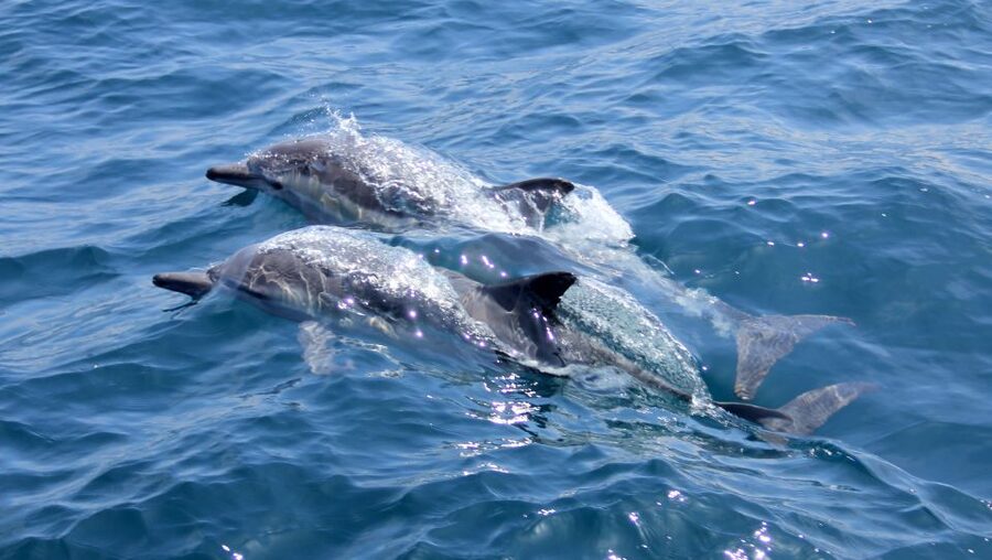 Heraklion: Dia Island Private Sailing Cruise with Full Meal - Who will enjoy this Dia Island sailing day?