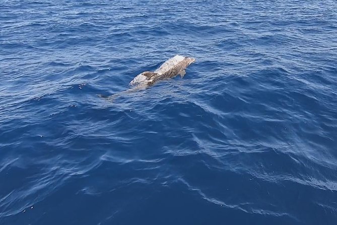 Sailing trip to DIA in Heraklion,Crete(4H) - Pickup, meeting point, and the return